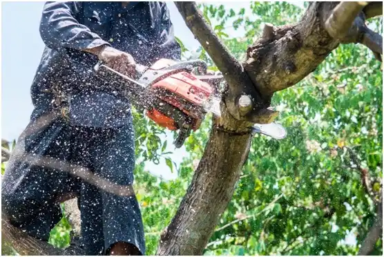 tree services Yakima